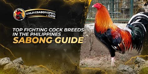 Sweater: Exploring the Famous Fighting Cock Breeds .